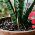 Fallece la actriz colombiana Socorro Ortega, figura emblemática de la televisión de los años 80