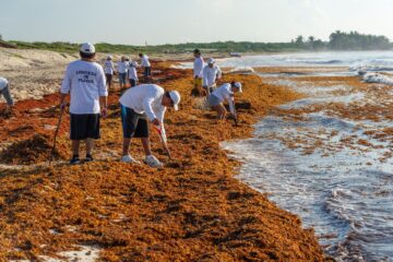 Gobierno de Claudia Sheinbaum asignará más de mil 800 millones de pesos para combatir el sargazo en el Caribe